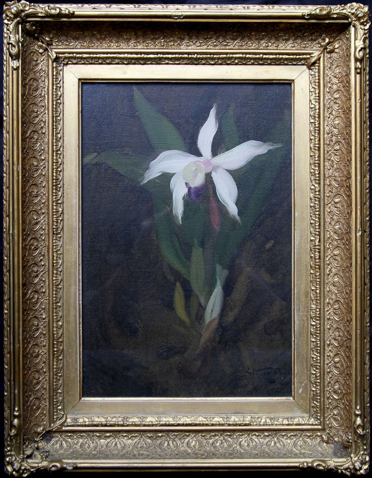 Orchid by Glasgow Boy James Stuart Park at Richard Taylor Fine Art