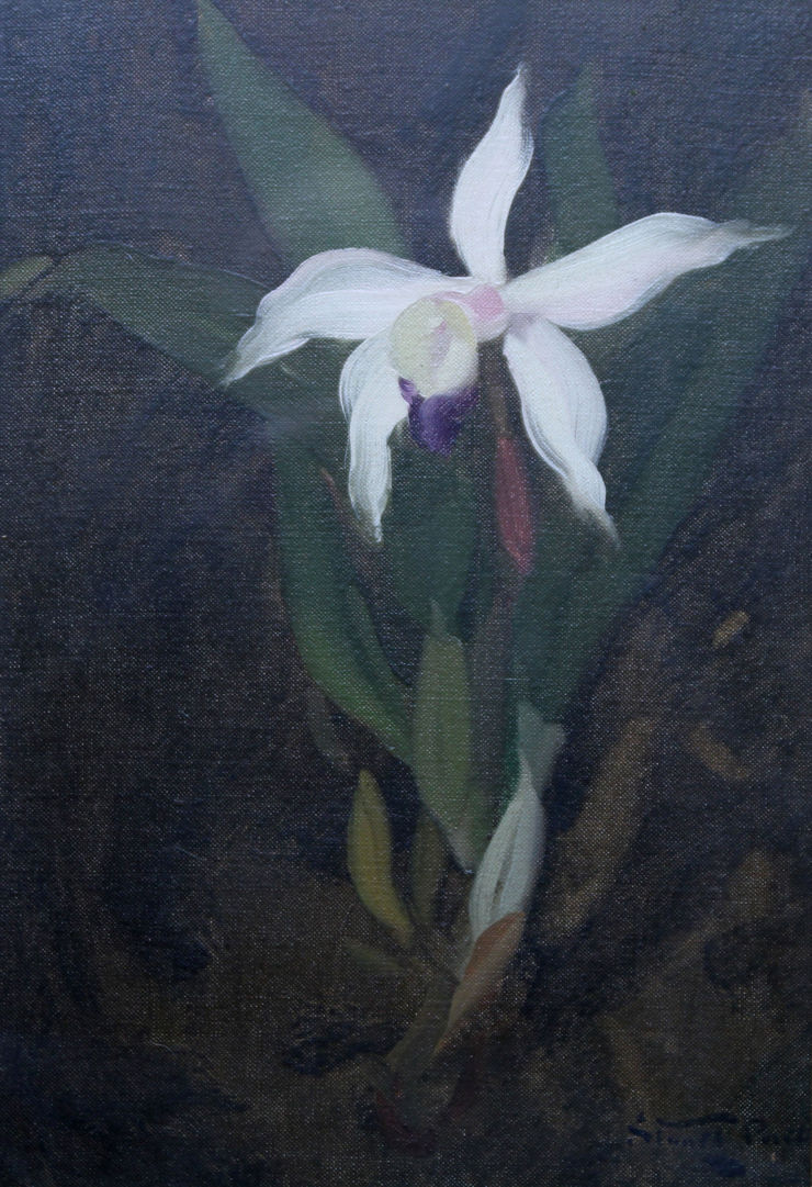 The Orchid by James Stuart Park Richard Taylor Fine Art