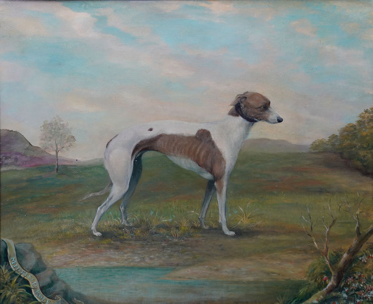Italian Greyhound Portrait Sporting Art Richard Taylor Fine Art