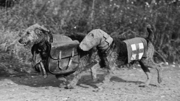 WW1 Dog Hero Photo  Richard Taylor Fine Art
