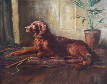 Portrait of an Irish Setter Dog