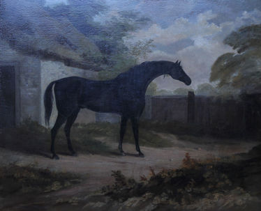 Trumpator Black Racehorse