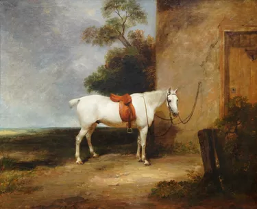 Portrait of a Hunter Horse in a landscape