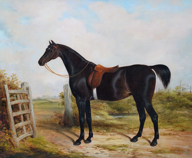 Portrait of a Dark Bay Hunter Horse in a Landscape