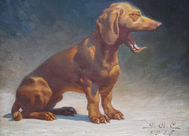 Portrait of a Yawning Dachshund Dog